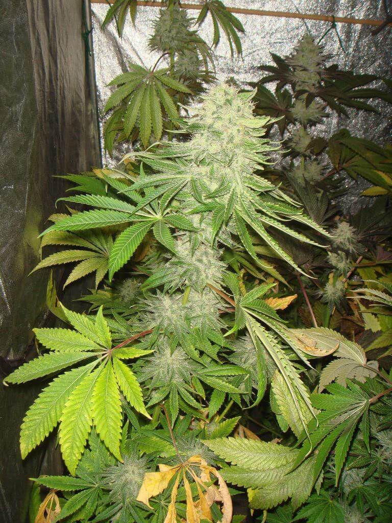 Cannabis Grape Ape en milieu de floraison.