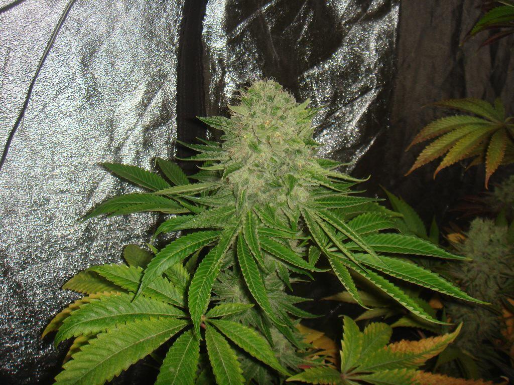 Fin de floraison de la Grape Ape d'Apothecary Genetics