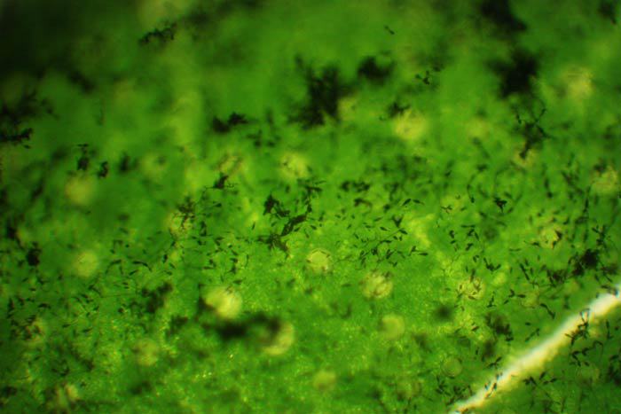 Zoom sur Alternaria attaquant une feuille (source : Cannabis Magazine)