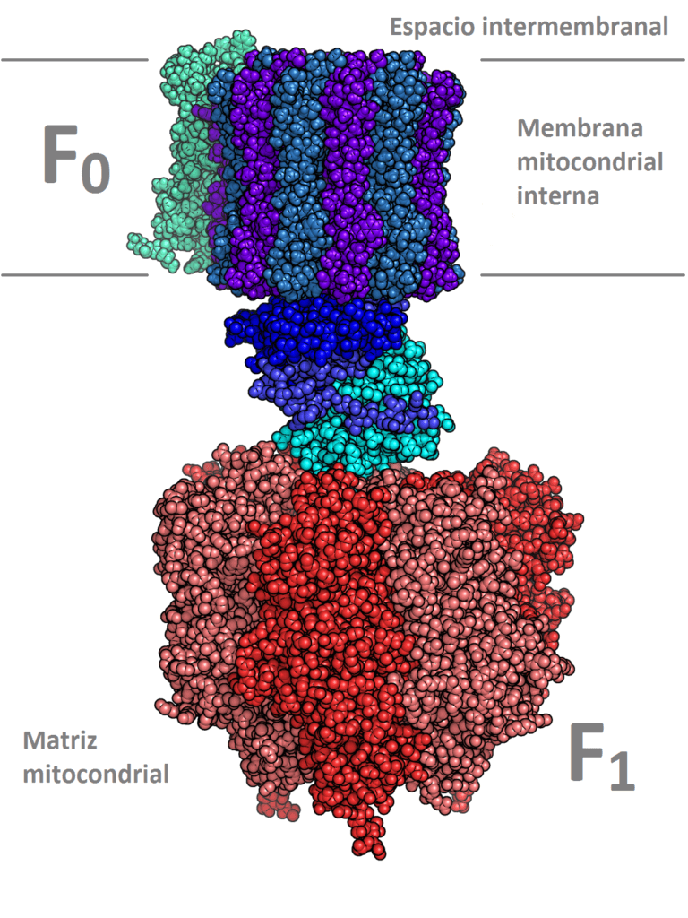 Le complexe ATP synthase (Source : Wikipedia)