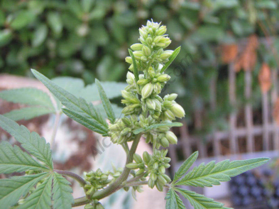 Les plantes mâles libèrent du pollen en ouvrant leurs grappes florales