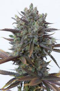 Nouvelles variétés de cannabis riche en CBD chez Dinafem