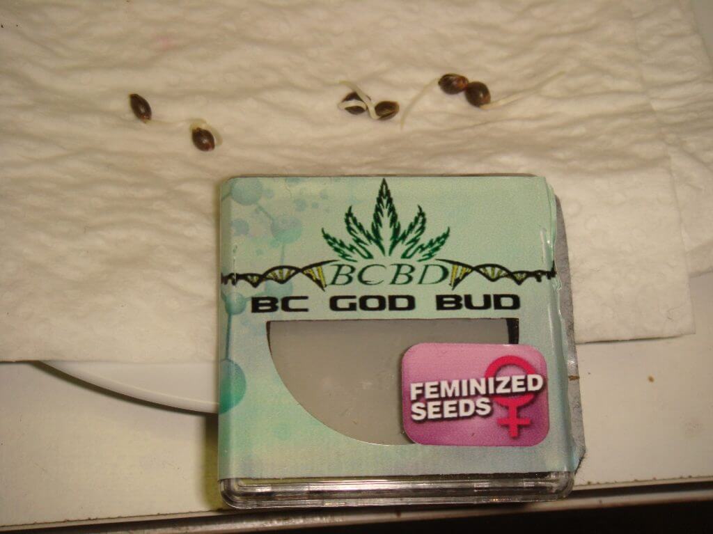 Germination des graines de God Bud