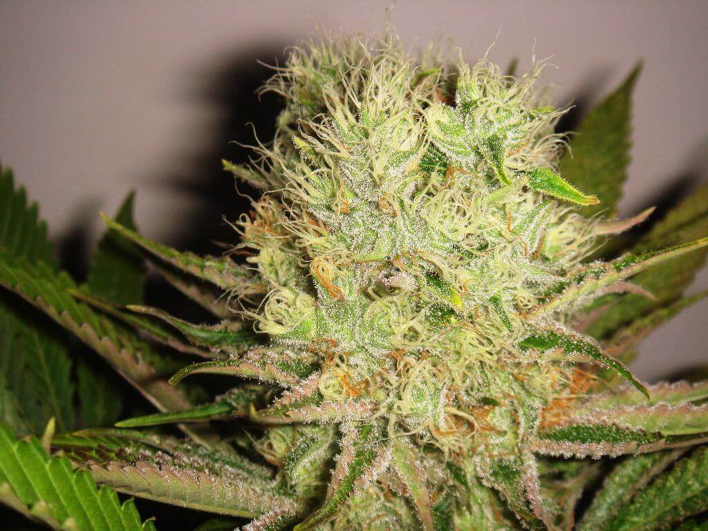 God Bud en fin de floraison