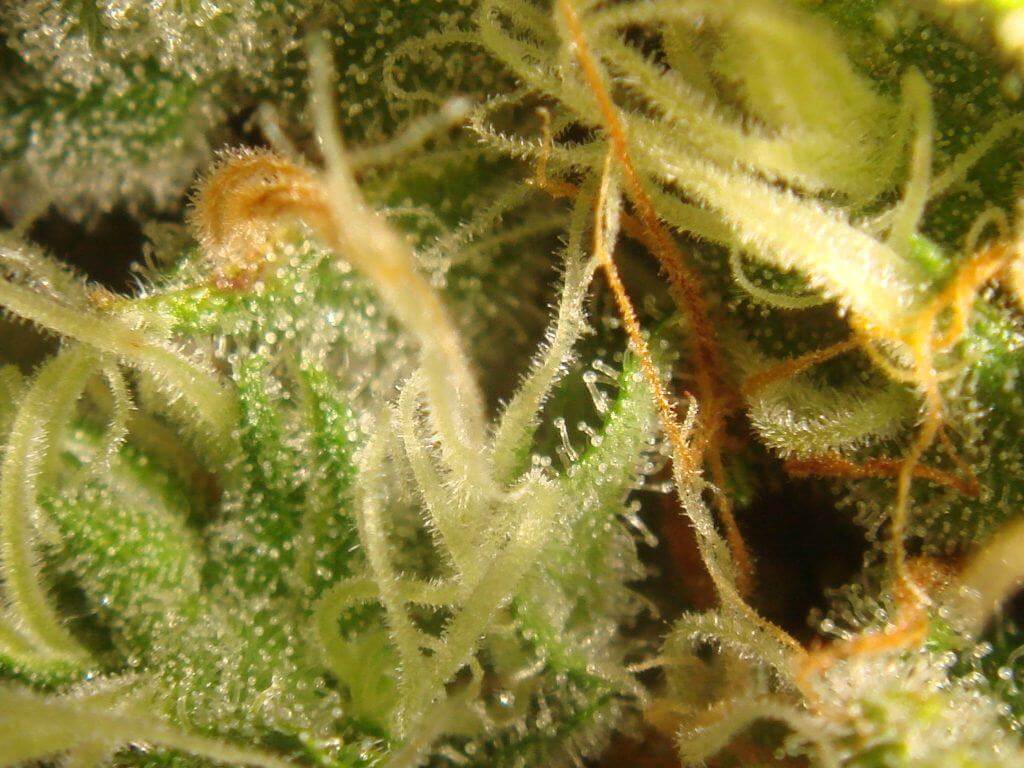 Trichomes de Bc Bud