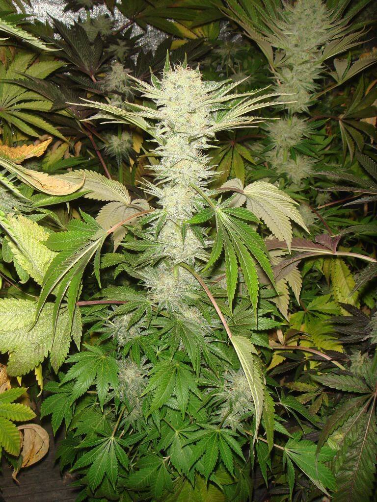 God Bud en milieu de floraison