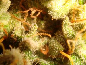 Trichomes de BC God Bud