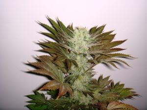 BC God Bud 29