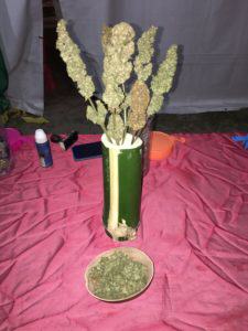 Une des plantes de cannabis en compétition