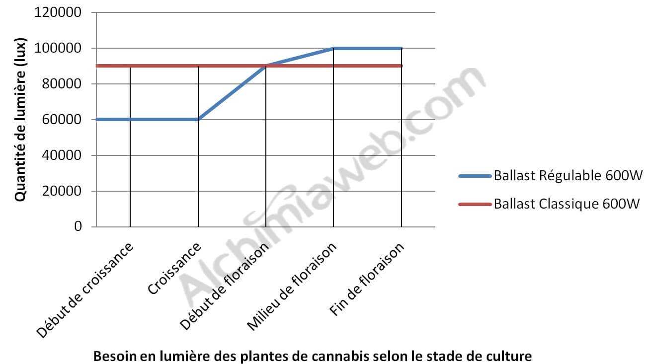 Besoins lumineux des plantes de cannabis