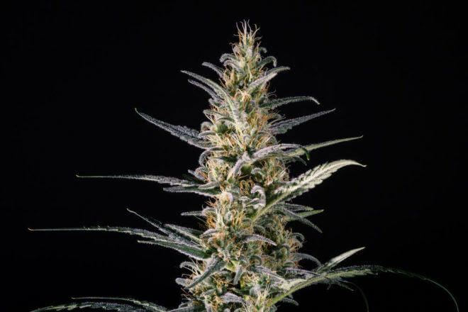 Longue tête de Candida (CD1) de Medical Marijuana Genetics