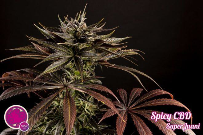 Très jolie exemplaire de Spicy CBD de Philosopher Seeds