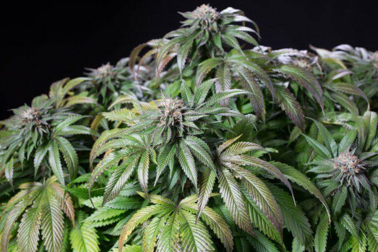 Caractéristiques du cannabis Indica, Sativa ou hybride