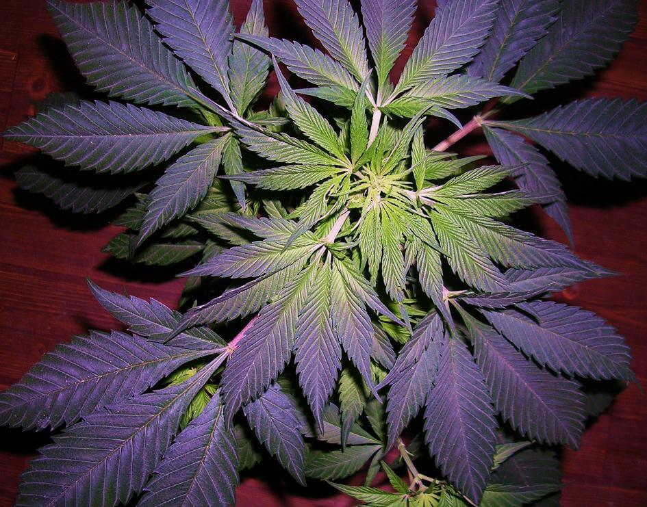 Pourquoi cultiver des graines de cannabis régulières?