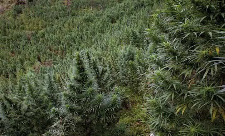 Cannabis en Colombie