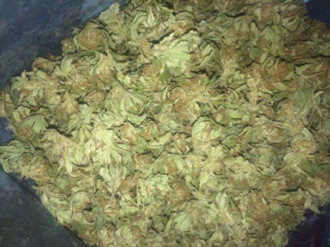 fresh frozen bubble hash yields fresh frozen bubble hash yields