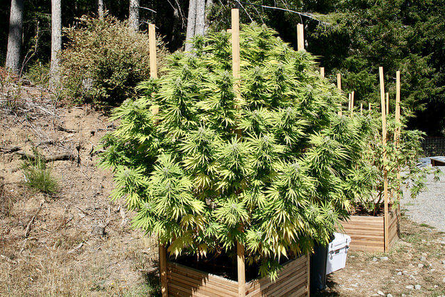 Une belle plante de cannabis en fleurs dans le Triangle d’Émeraude