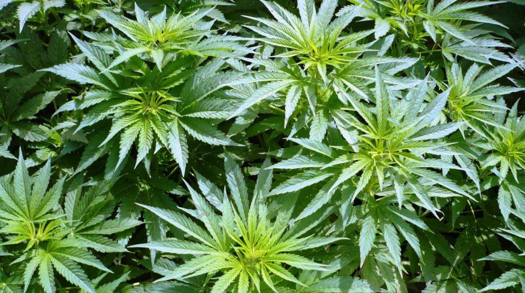 Cannabis et substrat