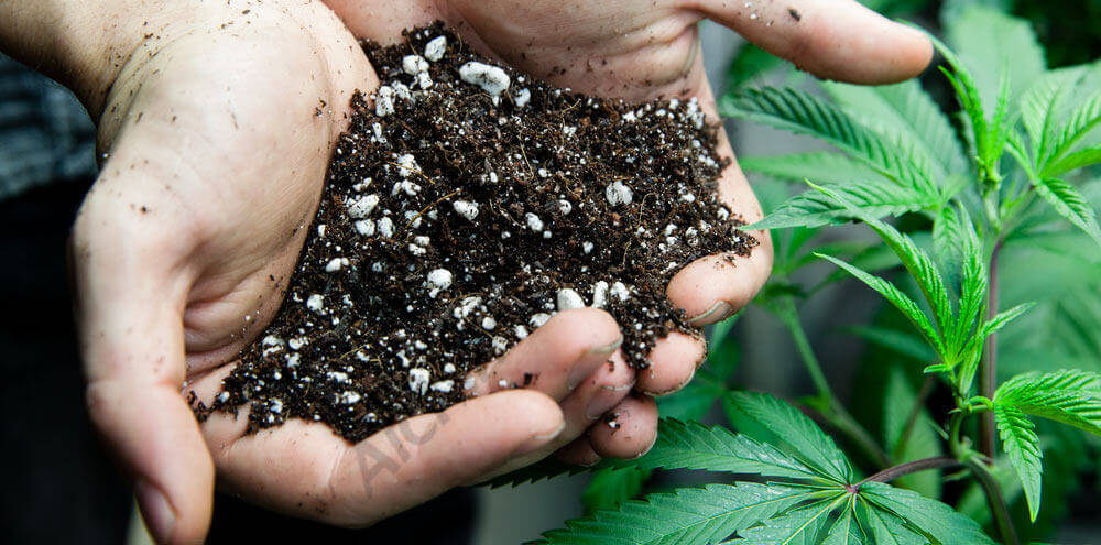Substrat terre pour le cannabis