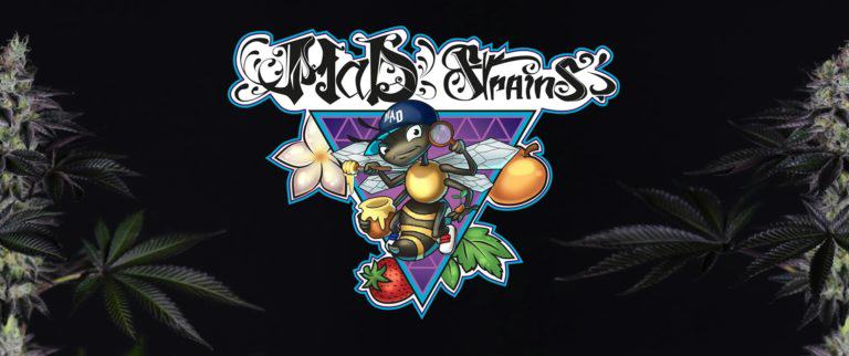 MaD Strains, l'abeille Hip Hop du cannabis