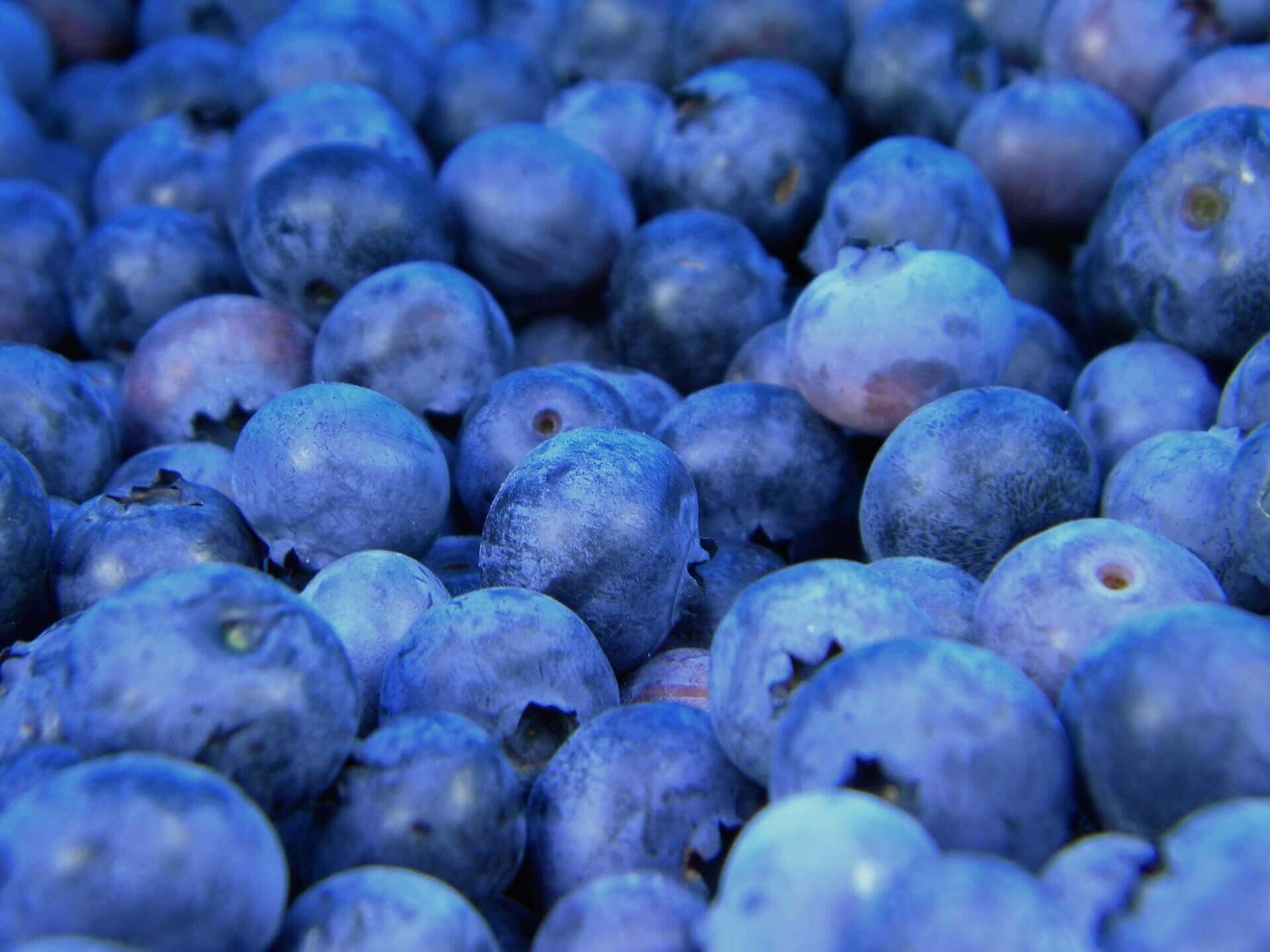 La Blueberry de DJ Short est devenue l'une des variétés les plus populaires du marché pour sa saveur de myrtille (Image : Katherine Chase)