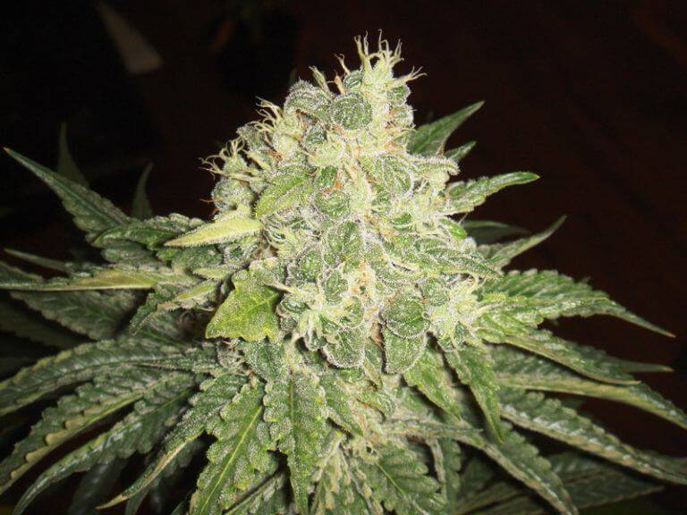La floraison des plantes de cannabis