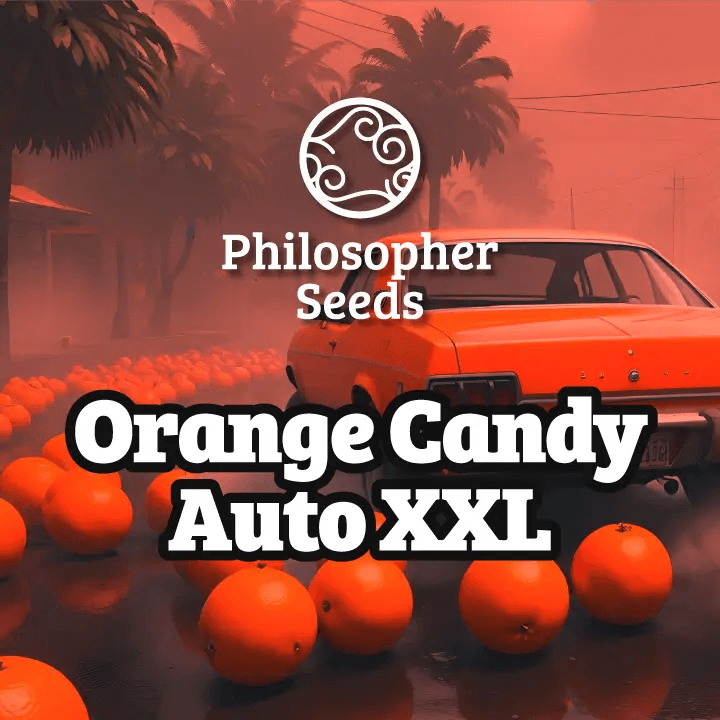 Orange Candy Auto XXL de Philosopher Seeds est une variété autoflorissante de grande taille et productive avec un arôme caractéristique rappelant les oranges douces.