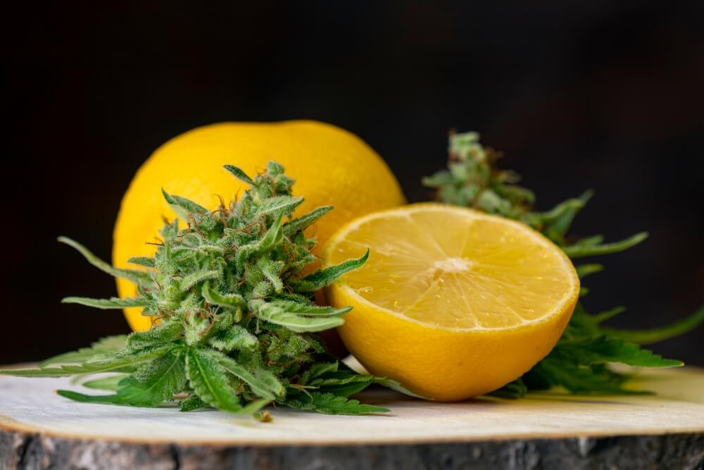 De nombreuses variétés de cannabis offrent des arômes très proches de ceux des fruits de toutes sortes.
