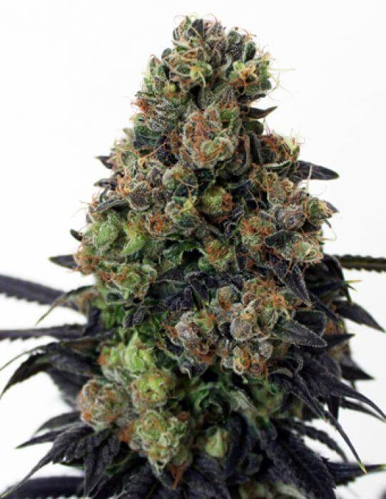 Acid Dough – Ripper Seeds