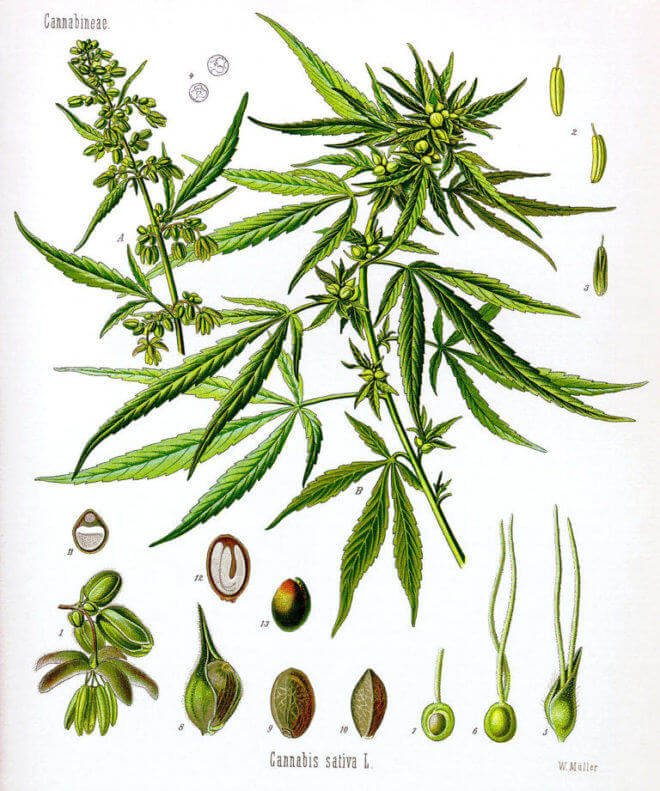 anatomie-cannabis