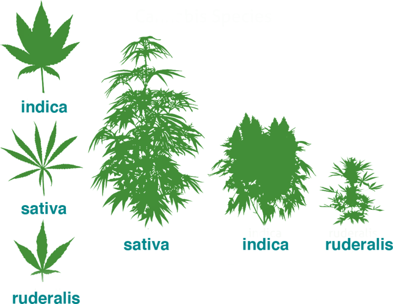 Formes du cannabis 