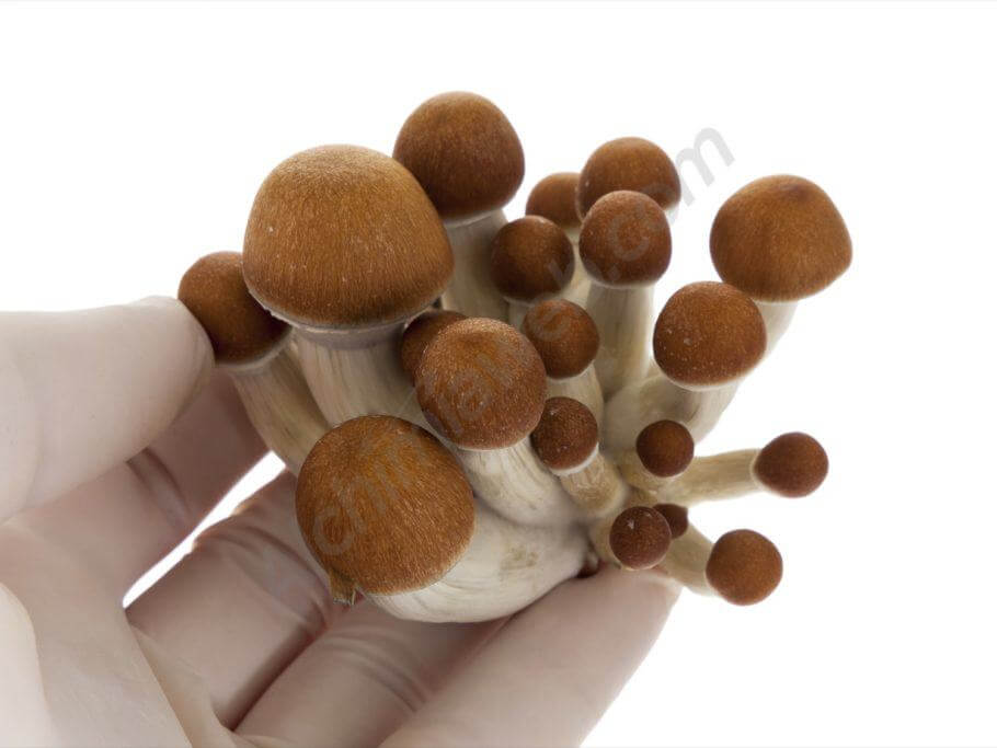 Achetez votre kit de culture de champignons frais McKennaii en ligne