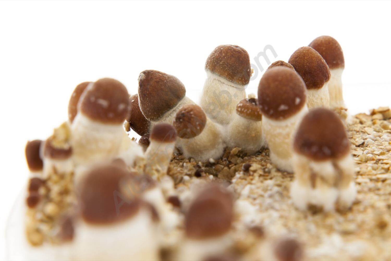 Guide pour cultiver des champignons magiques de Freshmushrooms
