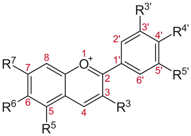 Structure basique des anthocyanines, un type de flavonoïde