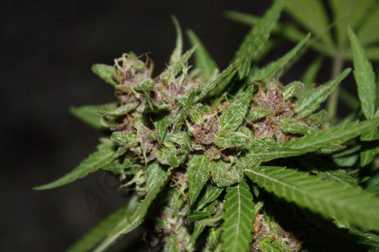 Exemple de cannabis avec des feuilles vertes et des fleurs violettes