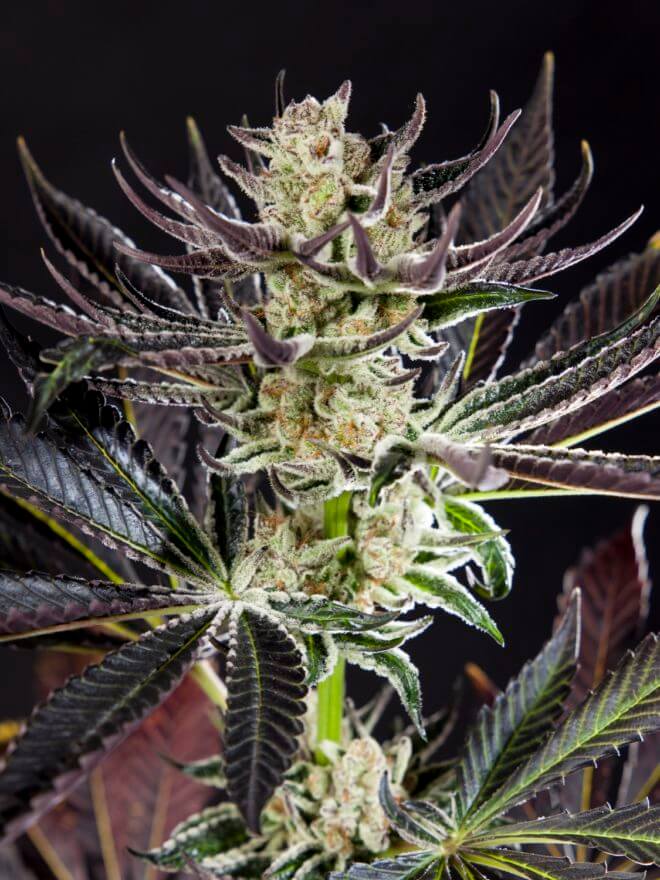 culture-purple-punch-x-do-si-dos-philosopher-seeds