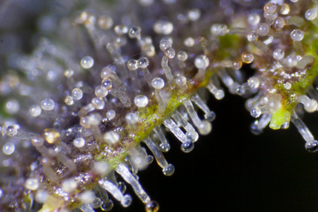 Trichomes glandulaires