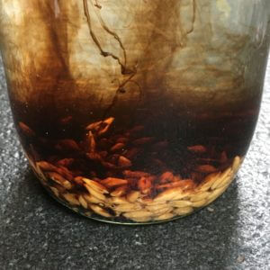 Une fois propres, nous les laissons tremper dans de l’eau propre toute une nuit. Ajouter à présent la farine de kelp infusionera l’eau avec des hormones de croissance, accélérant ainsi le processus de germination. Dans ce cas, nous avons utilisé Alga Plus de Jumus.