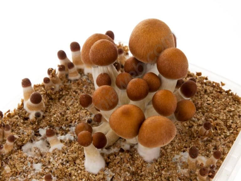 Variétés de champignons magiques pour débutants