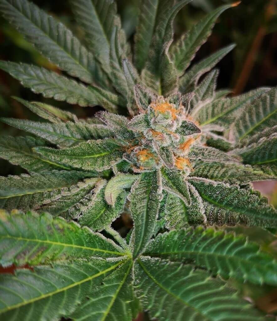 Blue D#5 de Old School Genetics