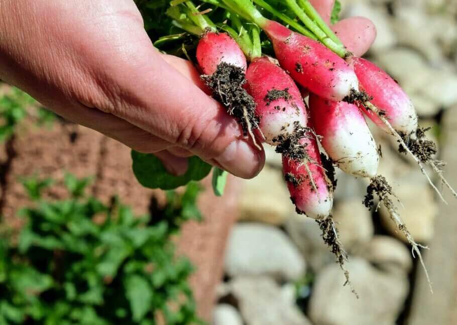 Les radis font partis des légumes à germer directement en terre