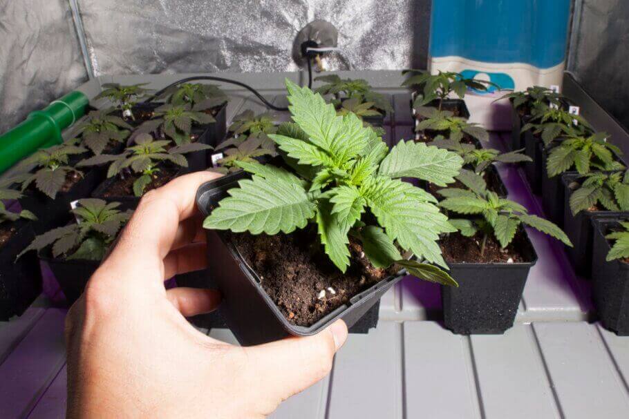 Dans quelques jours cette plante aura besoin d’un rempotage
