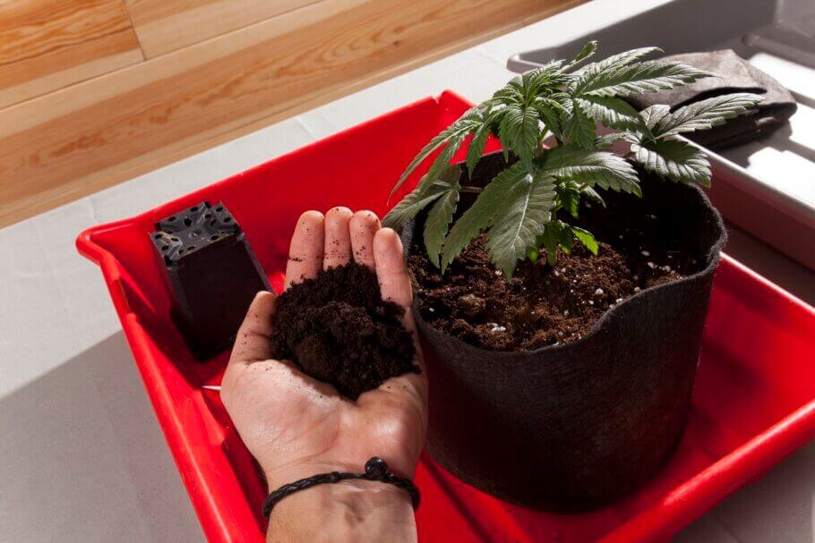 Nous plaçons la plante dans le trou et nous remplirons le pot avec le substrat