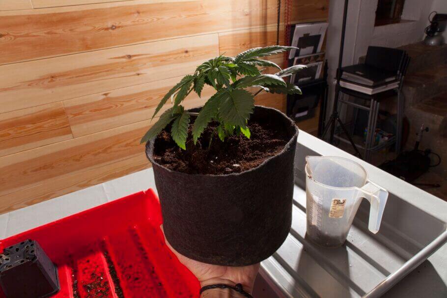 La plante est prête pour un bon arrosage !
