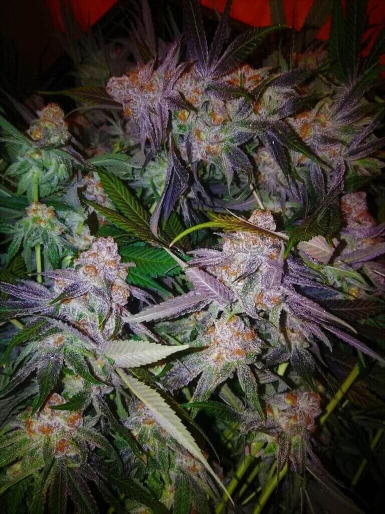 Fin de flo de Purple Punch