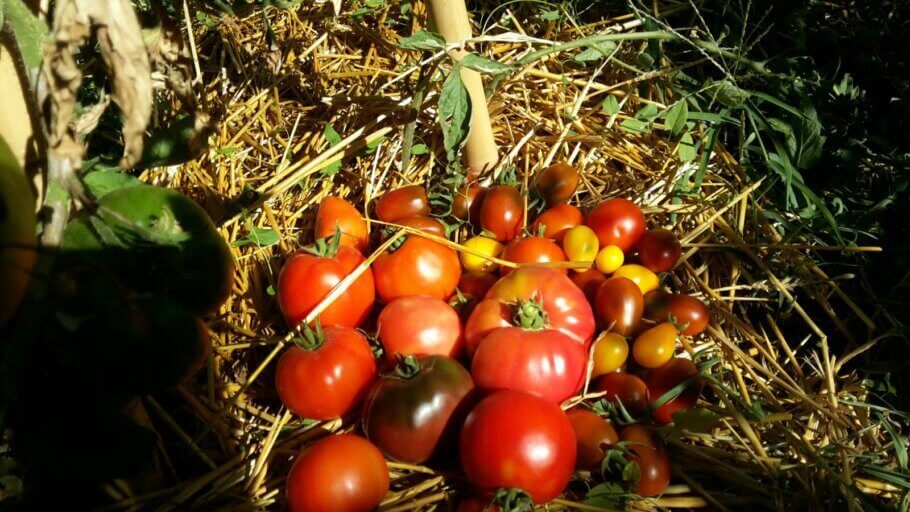 Bonne récolte de tomates 