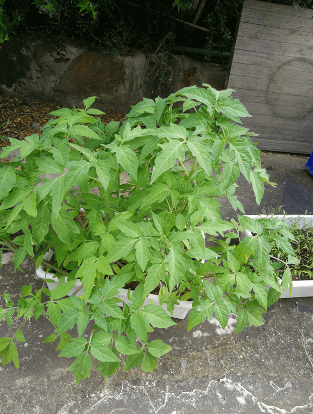 Pied de tomate de remplacement