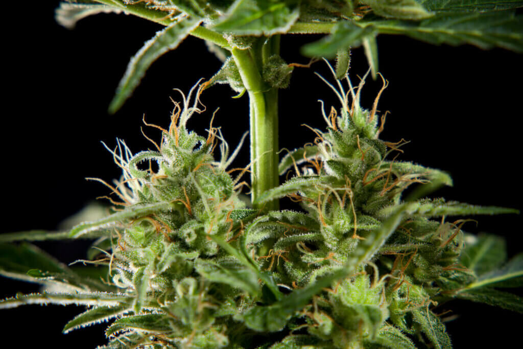 Lemon Auto CBD de Philosopher Seeds