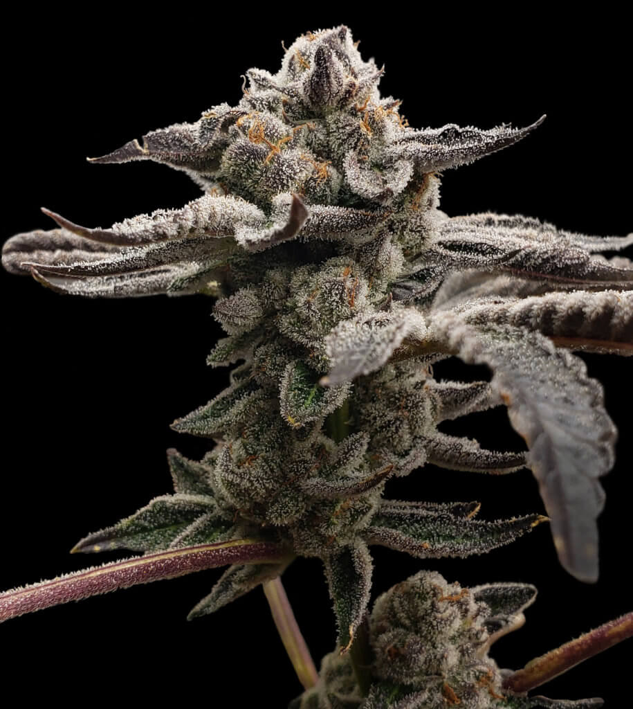 Tangie Candy de Elev8 Seeds 