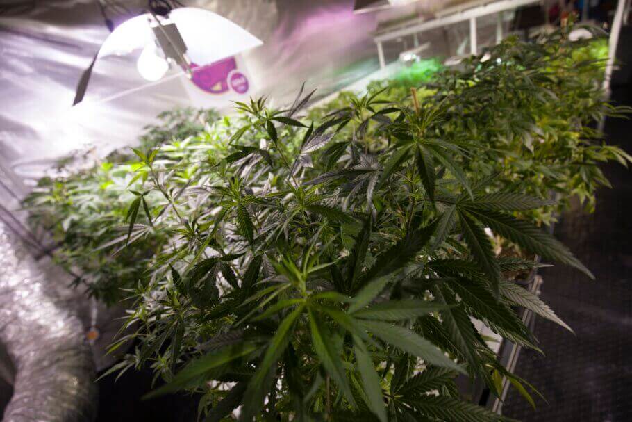 Comment cultiver du cannabis indoor pendant l'été ? - Soft Secrets